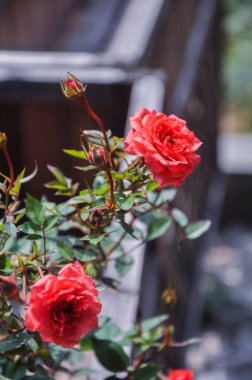 Romantik Bahçede Ilık Güneş Işığı Altında Parlayan Kırmızı Gül Çiçekleri