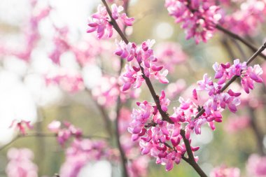 Hassas Bauhinia Çiçeği Makro Fotoğraf: Yumuşak Arkaplan Karşıtı