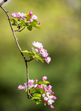 Narin Begonya Şubesi İlkbahar Fotoğraflarında Narin Pembe Çiçeklerle Çiçek Açar