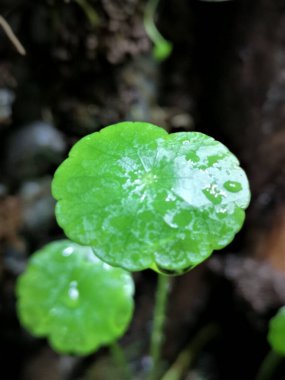 Taze Kalın Pennywort Makro Fotoğraf: Karanlık Huysuz Arkaplan Botanik Stüdyosu Biçimi