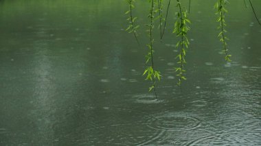 Qingming Bahar Gezisine Hafif Çiseleme Huzurlu Atmosferde Ağlayan Söğüt Dalları