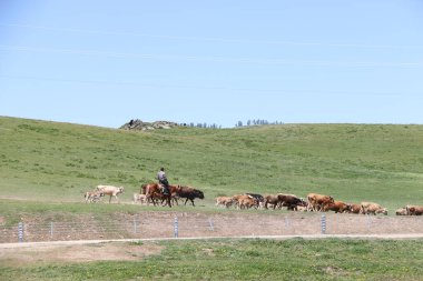Xinjiang Göçebe Çobanı Open Steppe 'de hayvanlara bakıyor.