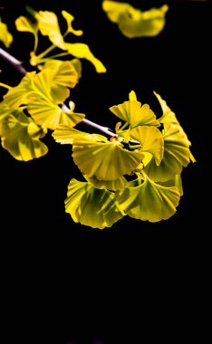 Ginkgo Ağacı Yaprakları Siyah Arkaplanda İzole Edildi Yakından Fotoğraf