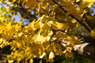 Altın Ginkgo 'nun Geniş Kubbesi Sonbahar Ormanında Yapraklar