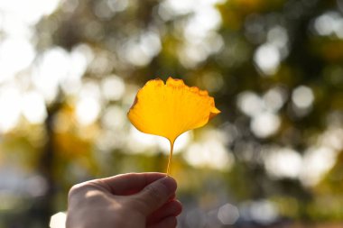 Parlak Sarı Ginkgo Kümesi Sonbahar Işığında Dalda Yapraklar
