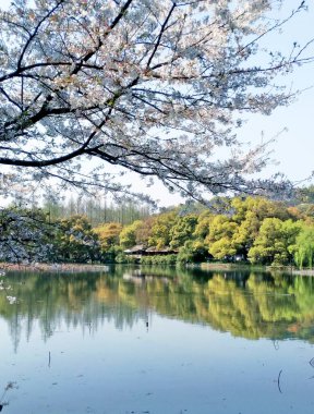 Japon stili kiraz çiçeği Batı Gölü 'nün üzerinde Sakin Su Yüzeyi Fotoğrafı