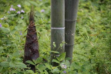 Yükselen Bahar Bambu Filizleri Ormanda Kırılıyor Makro Fotoğrafçılık