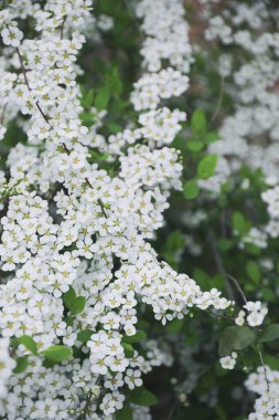 Beyaz Spirea ve Pearl Bush Bahçedeki Çiçek Vitrininde Fotoğraf Çekiyor