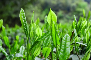 Vigorous Tea Leaves Sunny Plantation Makro Fotoğrafçılık 'ta Büyüyor