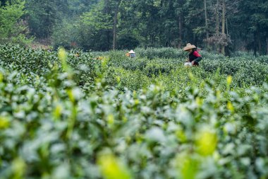 Tea Farmer Sunlit Plantasyon Sahnesinde Yaprakları Elle Topluyor