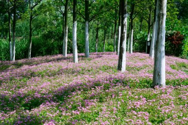 Romantik Pembe Çiçek Korusu ve Woodland Bahar Çayırı Fotoğrafçılığı