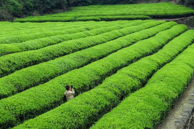 Fotoğraf Çeken Çay Çiftliği Sıraları Parlak Gökyüzü Yaşam Tarzı Fotoğrafçılığı Altında