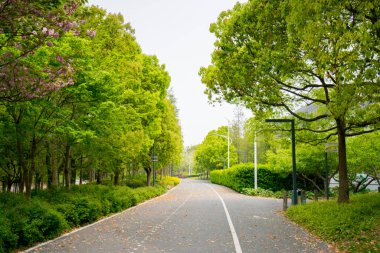 Serene Urban Park Manzarası Yeşillik ve Eğri Yol Fotoğrafları