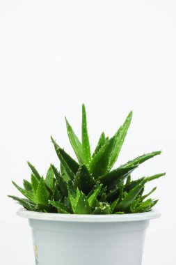 Temiz Beyaz Arkaplan Aloe Vera Bitki Stüdyosu Sağlık Konsepti Fotoğrafçılığı