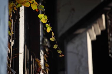 Geleneksel Çin İç Güvenlik Cephesi Botanik Detayları Üzerine Tırmanan Sarmaşık Görünümü