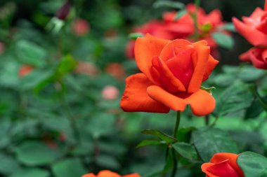 Lush Garden 'da canlı kırmızı güller Tam Çiçek Çiçeği Şiiri sergiliyor
