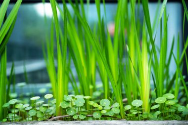 Yumuşak Yeşil İris Yaprakları ve Pennywort Botanik Makro Çalışmasında