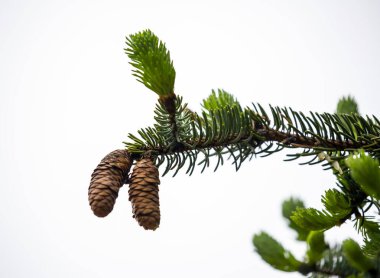 Çam İğneleri Konileri ve İğneler Makro Çalışmaları Orman Döşeme Dokularını Vurguluyor