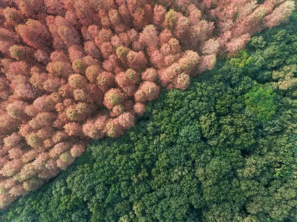 Görkemli Vista İnsansız Hava Aracı Fotoğraflarında Lush Dawn Redwood Ormanının Hava Görüntüsü