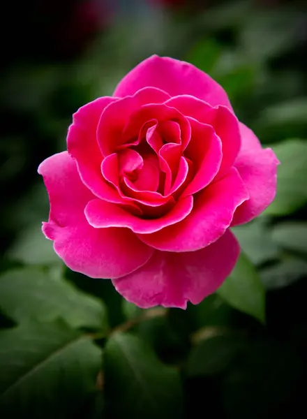 Canlı Koyu Pembe Grandiflora Gülleri Zengin Kadife Yapraklarıyla Çiçek Açar