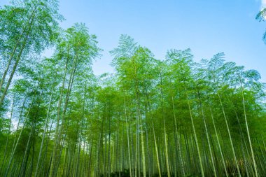 Yemyeşil bambu ormanının üzerinde canlı mavi gökyüzünün havadan görünüşü