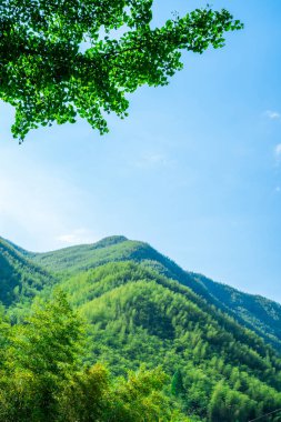 Açık Mavi Gök ve Beyaz Bulutlar Altında Geniş Bambu Denizi
