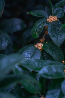 Yağmur Öpücüğü Osmanthus Çiçekleri Kokulu Soğuk Sonbahar Atmosferi Yayıyor