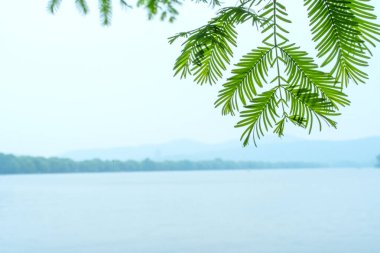 Canlı Yeşil Yaprakları Kapat Batı Gölü Kıyı Çizgisi Sahne Fotoğrafı boyunca