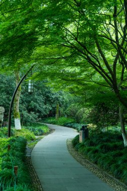 Hangzhou 'daki Batı Gölü' nde Doğal Manzaralar Arasında Dolaşan İzole Yol