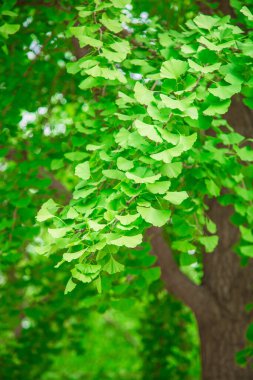 Canlı Sarı Ginkgo Açık Gökyüzü Panoraması Altında Sonbahar Ormanında Gidiyor