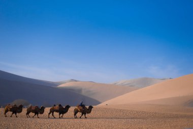 Blue Sky Desert Camel Karavanı Sandy Dunes Panoraması 'ndan geçiyor.