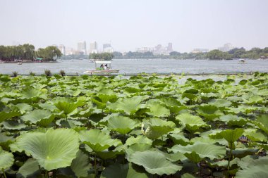 Serene Lotus Çiçekleri Jinan Park 'ta Daming Gölü' nün su yüzeyinde çiçek açıyor.