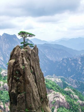 Huangshan, Anhui 'deki benzersiz Cliff Pines ve kaya sütunlarının yüksek çözünürlüklü fotoğrafı.