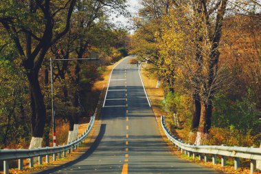 Sonbahar Yolu Ağaçlar ve Düşen Yapraklar Kırsal Fotoğraflar Arasında