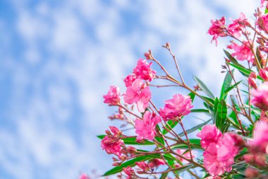Taze Pembe Oleander Çiçekleri Yeşil Yeşillik Arkaplanına Karşı
