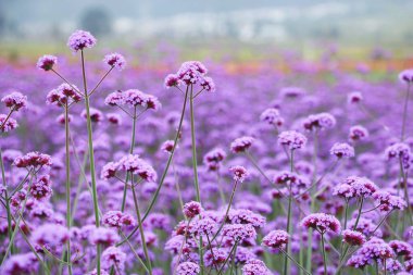 Yunnan kırsalında nefes kesici Verbena Çiçek Tarlası Çiçek Açtı