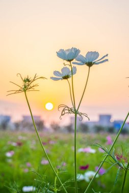 Beyaz Kozmos Yaz Günbatımında Çiçek Açar Saha Fotoğrafı