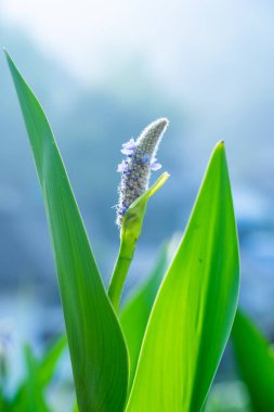 Bacopa 'da Sabah Güneşi Bitkisi Tomurcukları Herbal Masaüstü Fotoğrafı