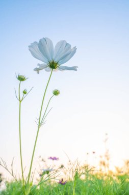 Beyaz Kozmos Çiçek Tomurcukları Yaz Gündönümü Günbatımında