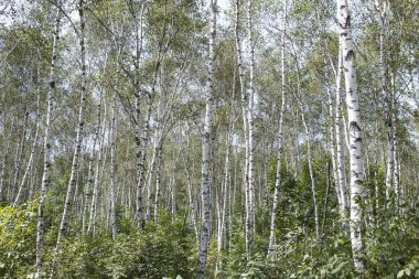 Kuzeydoğu Beyaz Huş Ağacı Ormanı Huzurlu Orman Atmosferi