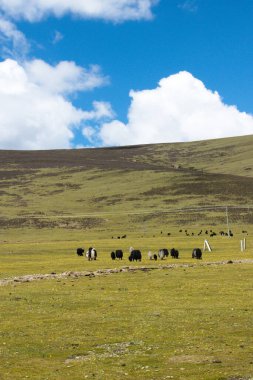 Otlayan İnekler ve Koyun Pastoral Sahnesi ile Tibet Platosu Otlağı