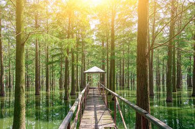 Zhangdu Gölü boyundaki Metasequoia Ormanı Xinzhou Popüler Sosyal Medya Denetimi
