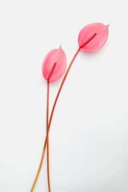 canlı anthurium çiçeği arkaplan dekoratif poster tasarımı çiçek temalı dijital sanat