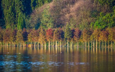 Canlı Kızıl Mangrove Ormanı Tarafından Çerçevelenmiş Yeşil Ekolojik Göl
