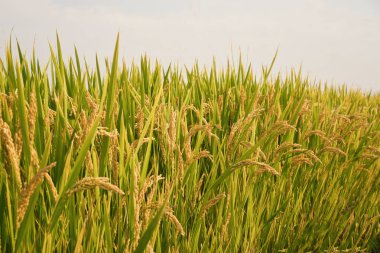 Geniş Güneş Işıklı Pirinç Tarlaları Parlak Güneş Işığı Altında Geriniyor