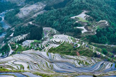 Jiabang Guizhou 'da yazlık pirinç tarlaları.