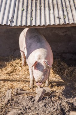 Kırsal Çiftlik Fotoğrafında Domuzcukla Beslenen Domuzcuğun Dikey Görüntüsü