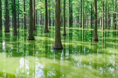 Xinzhou Wuhan 'daki Zhangdu Gölü Metasequoia Wetland Parkı