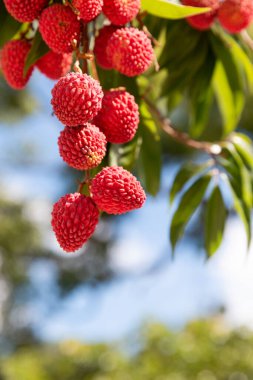 Meyve Bahçedeki Litchi Ağacında Sallanan Taze Lychee Meyveleri