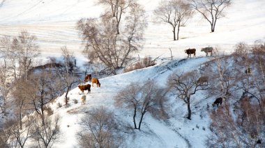 Kışın Evcilleştirilmemiş Açık Ovalarda Kar Sürüsü Sahnesi